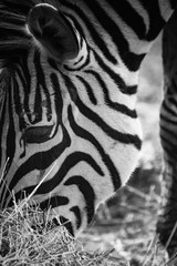Fototapeta na wymiar beautiful zebra grazing eating grass close up