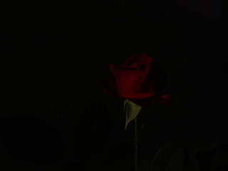 rose