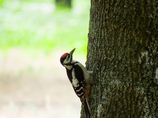 woodpecker on tree