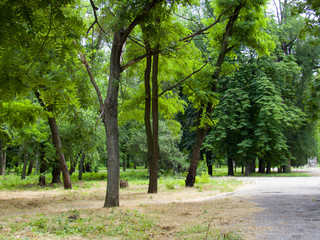 trees in the park