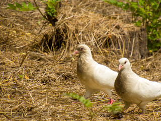  A pair of white doves