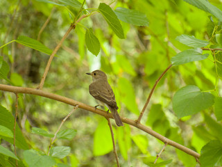 bird on branch