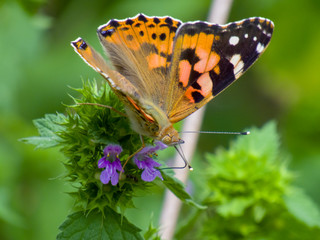butterfly on flower