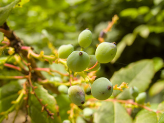  Berries on a branch