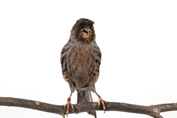 The House Finch