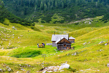 trail on the ortigara between sheep and bivouacs