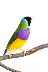 Gouldian finch Bird