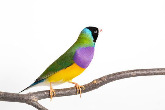 Gouldian finch Bird