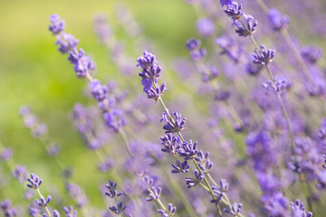 Field of lavender flowers. Natural background