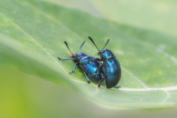 Close-up two Blue Milkweed Beetles (Chrysochus pulcher) Mating on green leaf of crown flower tree with green nature blurred background.