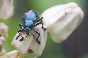 Close-up a Blue Milkweed Beetle (Chrysochus pulcher) perching on crown flower with green nature blurred background.