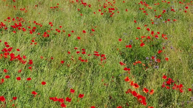 Mohnblumenwiese