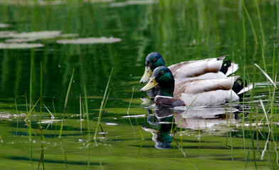 canard colvert