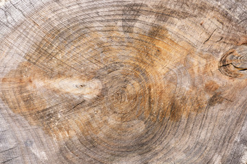 Texture of wooden stump. Beautiful textured background.