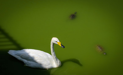 Swan and turtles swimming in lake