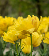 Yellow tulips in the garden