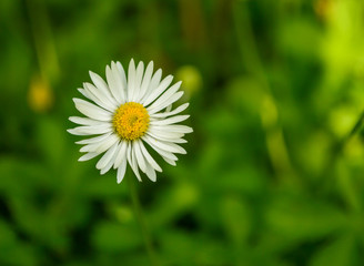 Daisy surrounded by green grass