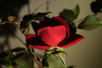 rose