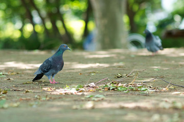 Pigeon in the park - 公園の鳩さん