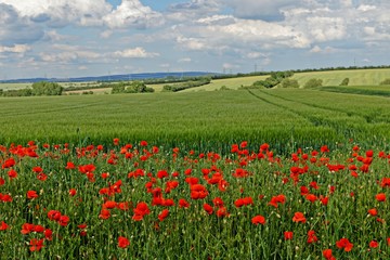 Klatschmohn und Felder am Stadtrand von Erfurt