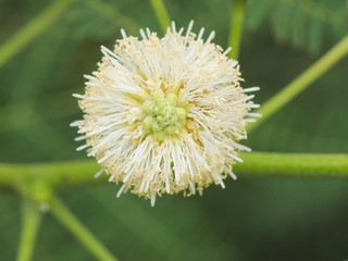 Close-up White leadtree (Leucaena leucocephala) or River tamarind blossom on tree with green nature blurred background, other names jumbay, subabul, and white popinac.