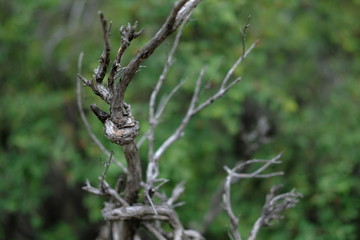 Close-up of a dry gray twig-shaped tree branch on a green background.