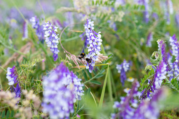 Bees flying around purple flower feeding