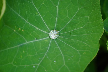 Wassertropfen auf Blatt