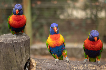 Perroquet jardin botanique Guadeloupe