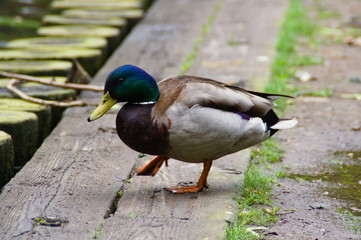Male mallard duck