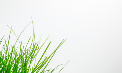 Green grass on white bacground bottom left