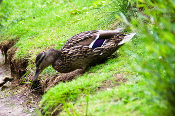 A female mallard duck (Anas platyrhynchos) getting ready to jump
