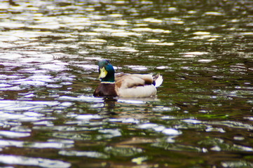 A male mallard duck (Anas platyrhynchos)