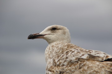 Seagull (Larus) closeup blurred background