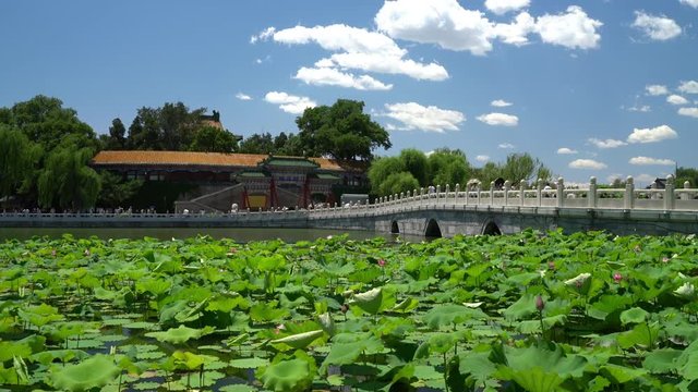 Chinese garden in Beijing - famous public park. Giant water lily plants, bridge and traditional building on beautiful blue sky summer day in Beijing, China. Used by locals and a tourist destination.