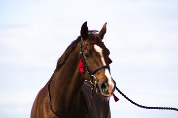 Horse on blurred background