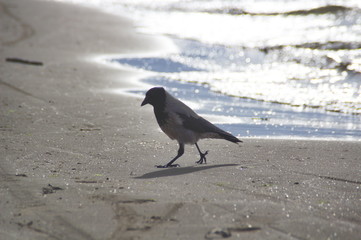 A common raven (Corvus corax) on a beach sand water sunlight