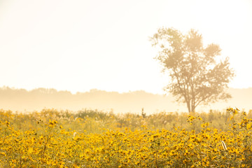Fototapeta premium fields of flowers
