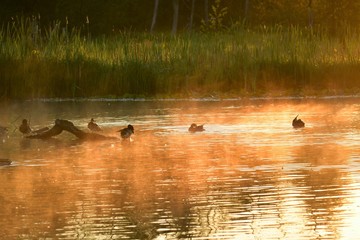 The lake surface looking orange due to the sunlight from the rising sun.  BC Canada