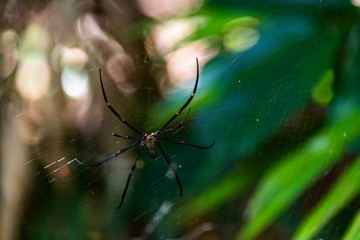 Golden Orb Weaver Spider