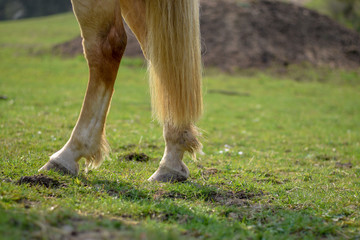 horse eating grass