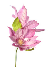 Blooming clematis pink