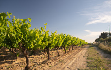 Fototapeta na wymiar Edge of vineyard with track