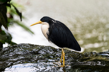 Pied Heron