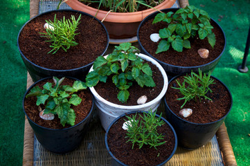Container garden of Pogostemon cablin  patchouli and rosemary plants growing outdoors in coconut coir on rattan table.