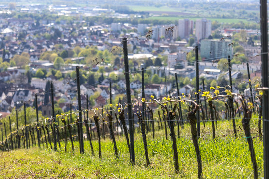 historic city bensheim in hesse germany with whine vineyards