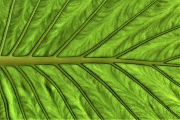 Abstract vegetable background based on the structure of a taro leaf (Colocasia esculenta)