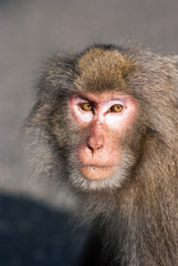 The real face of a yak monkey - ヤクザルの素顔