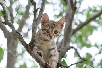 Cute tabby kitten on a tree branch