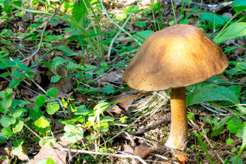 Edible mushroom Leccinum on the background of the forest
